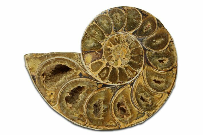 Jurassic Cut & Polished Ammonite Fossil (Half) - Madagascar #289273